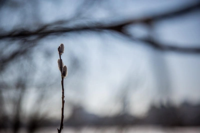 Глобальное потепление изменило климат Новосибирска