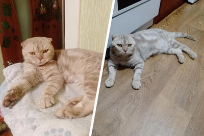 Вислоухому коту Уоллесу ищут дом в Новосибирске