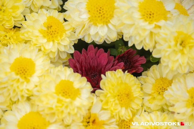 Источник: Елена Буйвол / VLADIVOSTOK1.RU