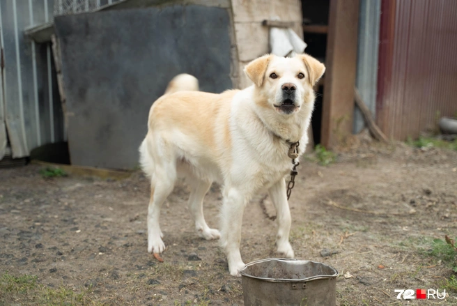 Та самая собака. Сейчас пес находится на ответственном хранении у семьи | Источник: Илья Чикотин / 72.RU