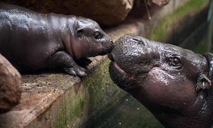 В зоопарке Дуйсбурга появился на свет детеныш карликового бегемота