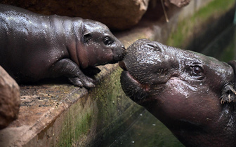 В зоопарке Дуйсбурга появился на свет детеныш карликового бегемота