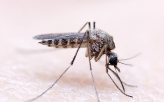 С какого расстояния комар слышит жертву