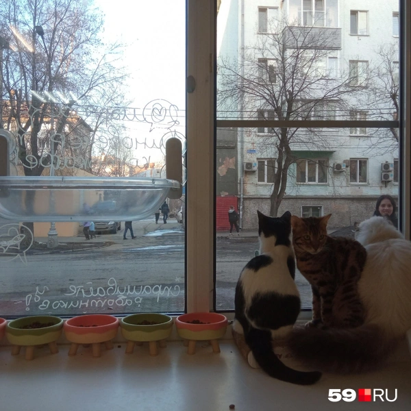 Котики изучают улицу и привлекают внимание прохожих  | Источник: Вероника Свизева / 59.RU 