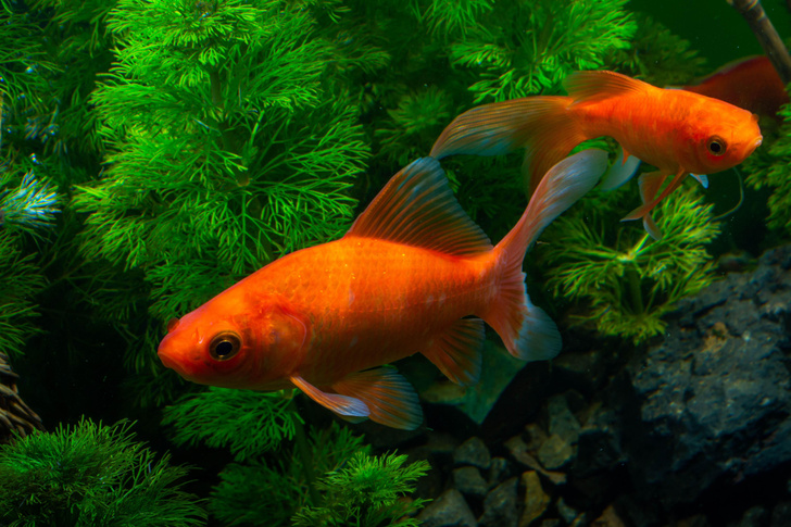 Могут ли аквариумные рыбки жить в пруду?