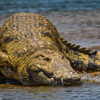 Крокодилам дали послушать детский плач — рептилии насторожились и приготовились к охоте