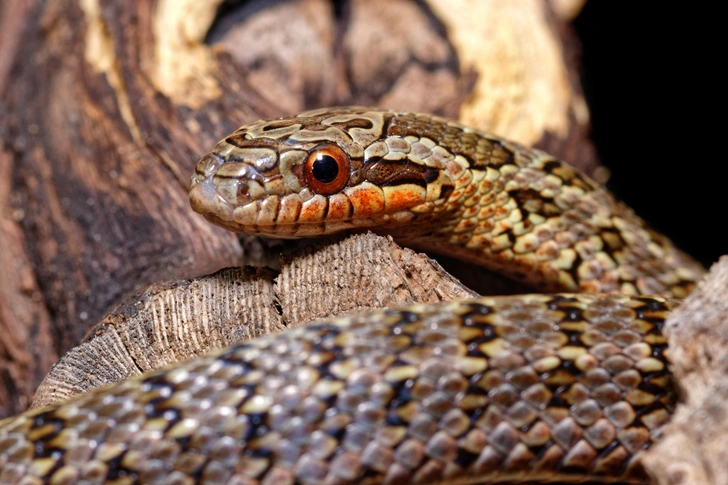 Ползучий красавец: как живет узорчатый полоз | Источник: Valt Ahyppo via Shutterstock/Fotodom.ru