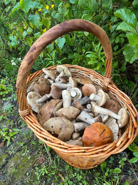 Источник: Олег Семиков / «Грибы и Грибники Подмосковья» / vk.com