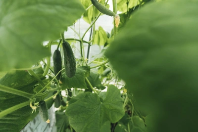 Imported Cucumbers and Peppers Drive Up Vladivostok Prices