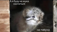 Что за мем «А я на жука буду охотиться, на павука»