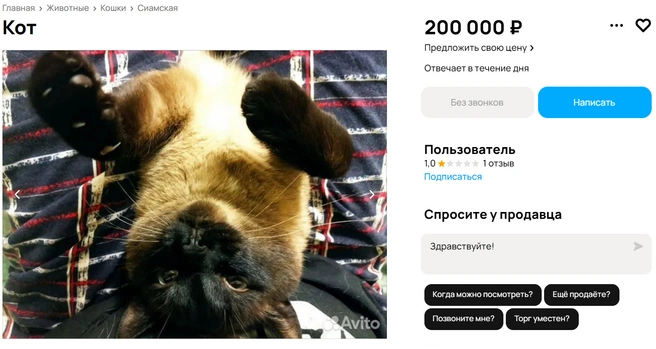 С этим котейкой готовы расстаться за двести тысяч | Источник: Avito.ru