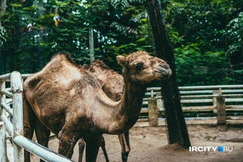 Верблюды | Источник: Алина Ринчино / «ИрСити»
