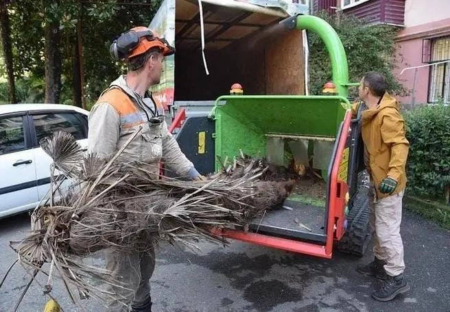 Мертвые пальмы спиливают, на их место высаживают новые  | Источник: sochi.ru