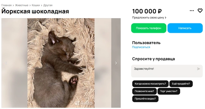 Хозяин готов продать своего любимого кота за 100 тысяч рублей | Источник: Avito.ru