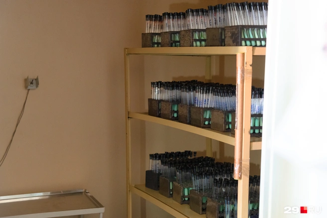 Пробу Манту проводят 1 раз в год всем детям с 12-месячного возраста до 7 лет включительно | Источник: Иван Митюшёв / 29.RU