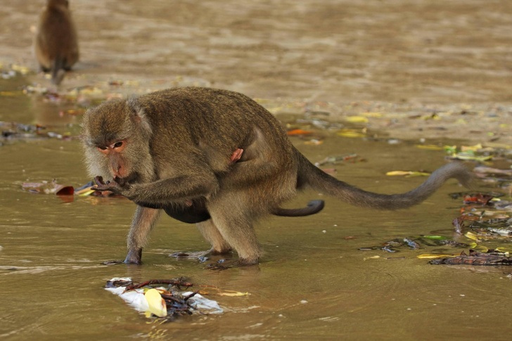 Почему человек живет у водоемов, а обезьяны нет?