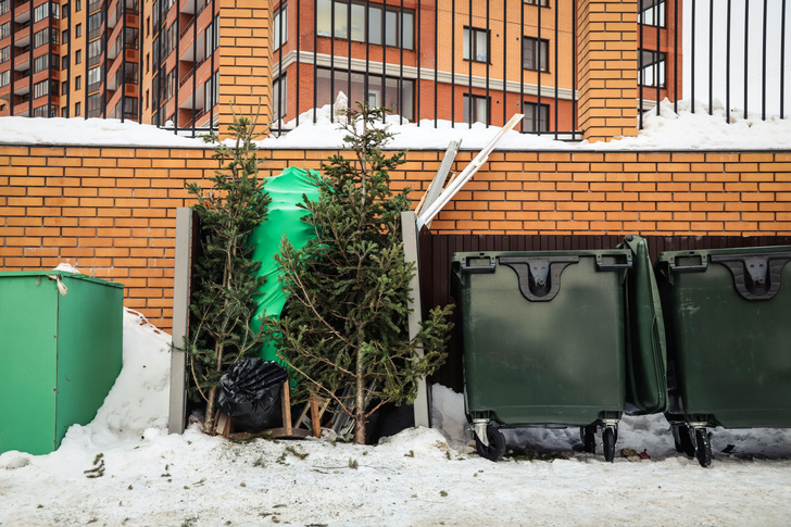 Не мусор, а лекарство: врачи нашли применение высохшим новогодним елкам
