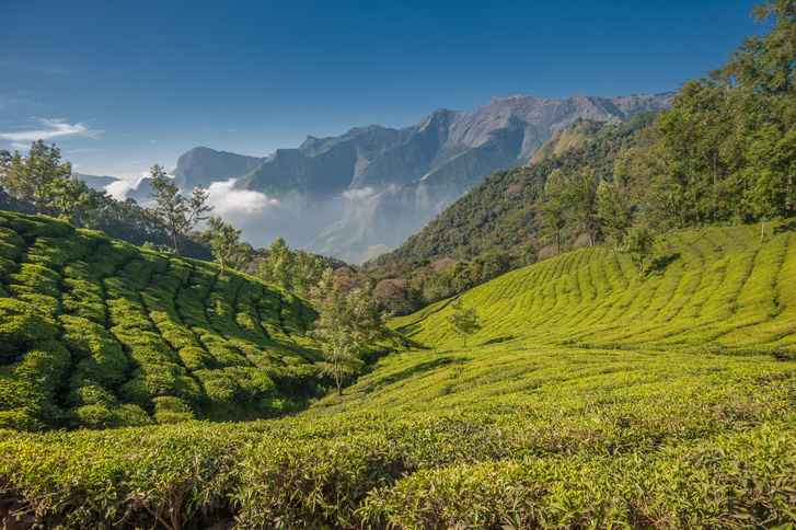Когда стали выращивать чай в Индии?