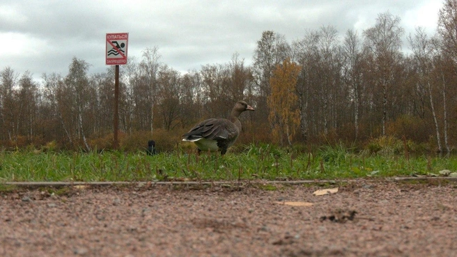 Смотрите, только не кормите. Гусь в Петербурге оторвался от своих и стал героем фотосессий | Источник: Павел Глазков / «Каждой твари по паре»