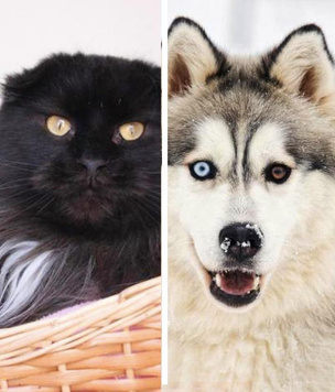 Котопёс недели: станьте хозяином роскошной кошки Ирис или удивительного пса Потапа