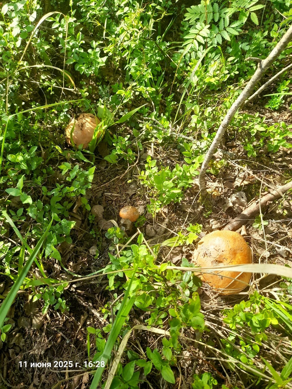 Июньские грибы считаются менее червивыми | Источник: Марина Лабзина, группа «Грибы Ярославской области» / Vk.com
