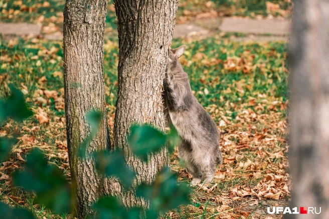 Агидельские коты диван не царапают | Источник: Булат Салихов / UFA1.RU