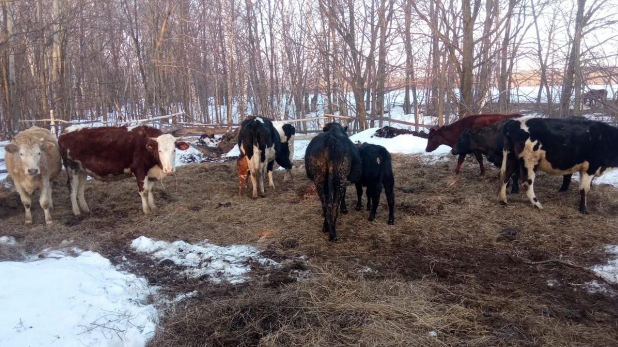 Скотские цены: каких коров продают в Башкирии и за сколько