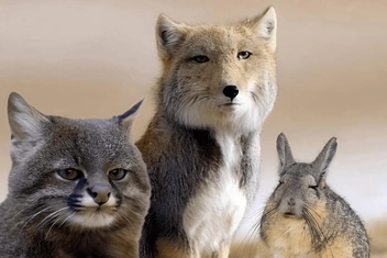 Тест: Кто вы сегодня — тибетская лиса, пампасская кошка или горная вискаша?