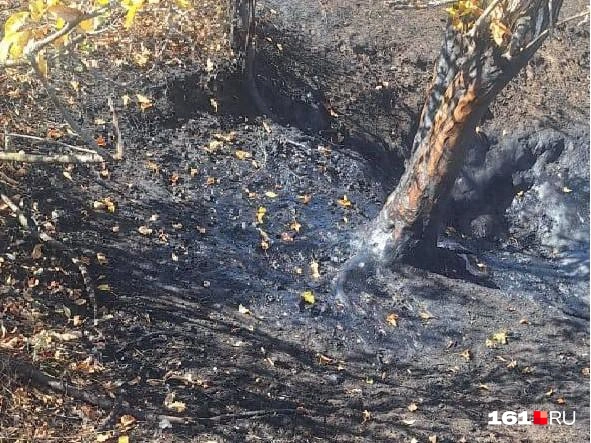 Масло не только приманивает животных, но и впитывается в почву и может спровоцировать пожар | Источник: читатель 161.RU