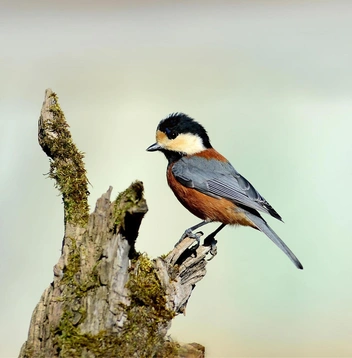 Тиссовая синица (Sittiparus varius) | Источник: emongrara via Shutterstock/Fotodom.ru