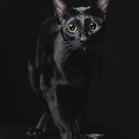Аватарка Касатик
