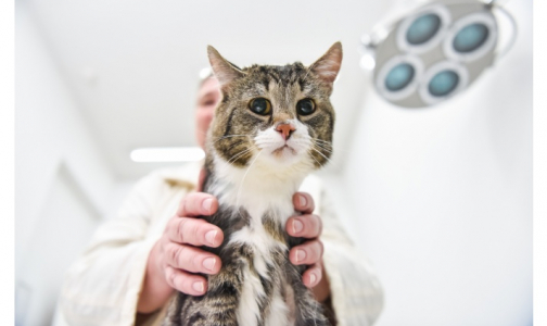 Российские ученые спасли кота Лапуню, установив ему гибридный имплантат