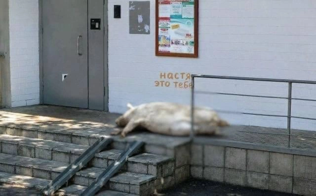 Жители Новой Москвы обнаружили на входе в подъезд мертвую свинью | Источник: Новая Москва / T.me