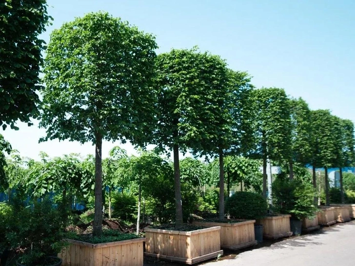 Источник: imperialgarden.ru