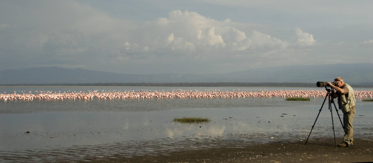 Соль воды: как кенийское озеро Накуру стало птичьим раем