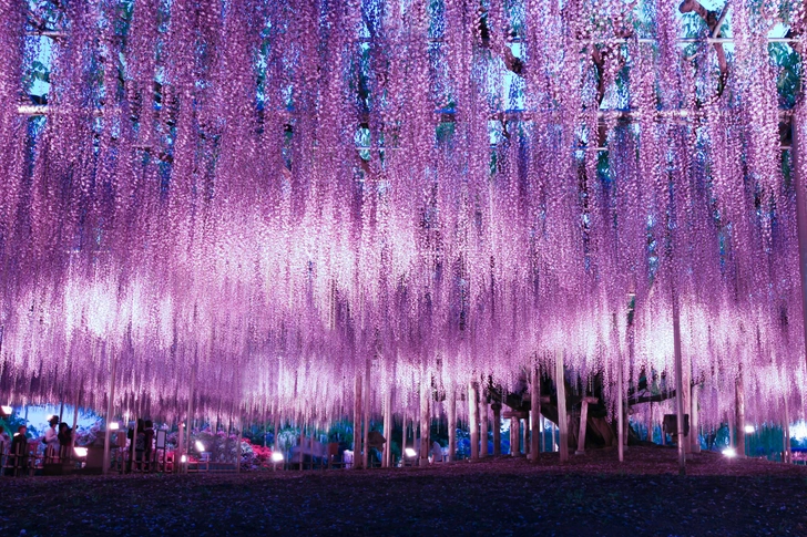 Глициния в парке Асикага | Источник: jirobkk/Shutterstock/Fotodom.ru