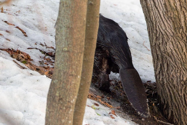 Источник: Антон Кубышкин / «Грибы и Грибники СПб»
