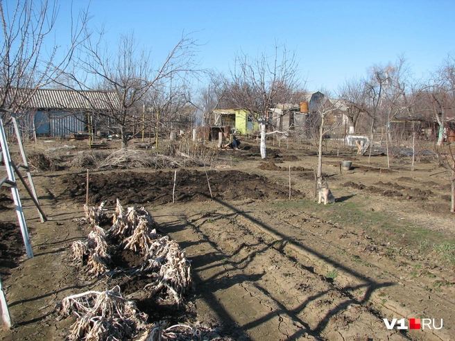 За дачниками теперь будут следить в поисках на их участках сорняков повыгоднее | Источник: Константин Завриков / V1.RU