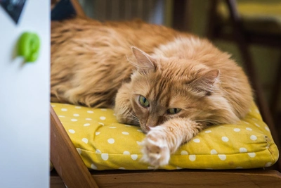 Ветеринары раскритиковали чудо-таблетки для животных