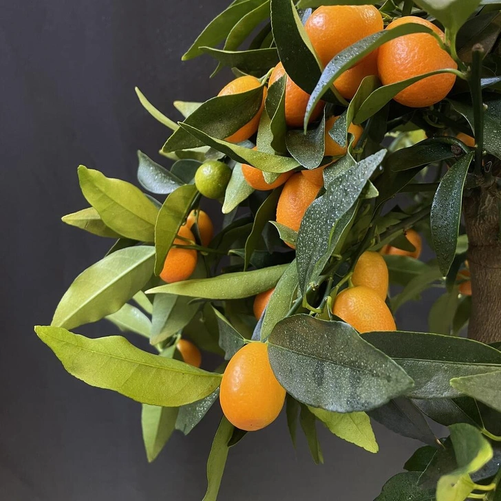 Источник: Архивы Flowwow