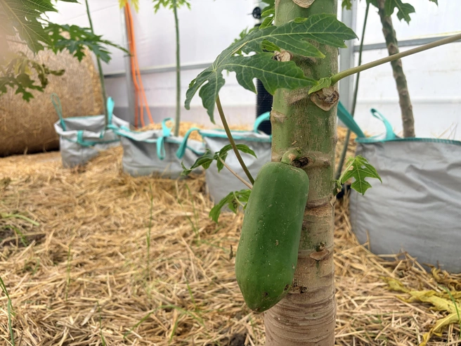 Плод папайи  | Источник: Анна Грицевич / SOCHI1.RU