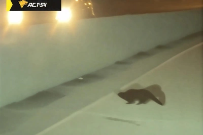 Дикий зверек выбежал на проезжую часть в Новосибирске