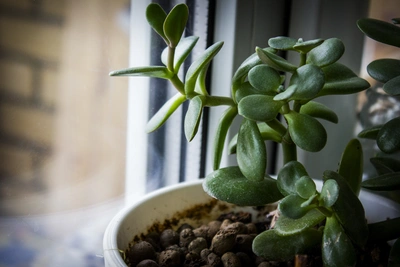 Легкое черенкование: пять неприхотливых растений