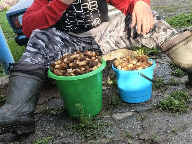 Грибы, собранные в Новолуговом | Источник: Кирилл Бондаренко, «Грибы и грибные места Новосибирск НСО» / «ВКонтакте»
