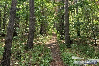 В Приамурье объемы лесовосстановления выросли в два раза
