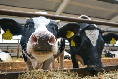 Аграрии Ростовской области резко сократили поголовье скота