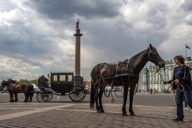 Тсс, парень, карета не интересует? Где теперь экипажи с Дворцовой | Источник: Огнев Михаил/«Фонтанка.ру»