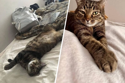 Кот с двумя заболеваниями ждёт хозяев уже два года