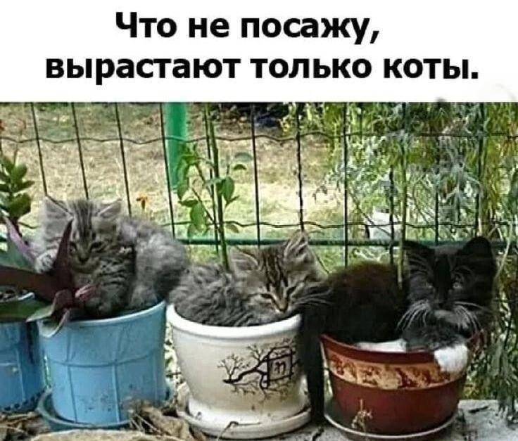 И еще коты и юмор :-) Здравствуйте, уважаемые, Приятного, времени, суток