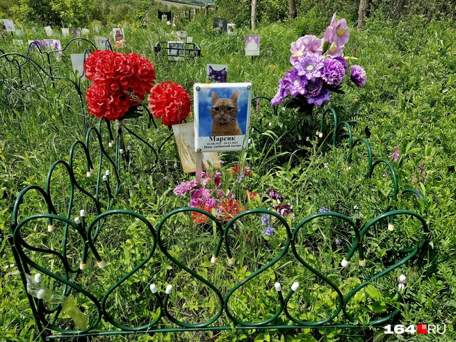 Марсик — любимый котик | Источник: Виктория Федорова / 164.RU